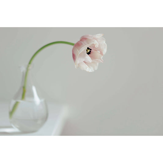 Gold UK Store Cream Tulip on White Shelf Photo Gold UK Store