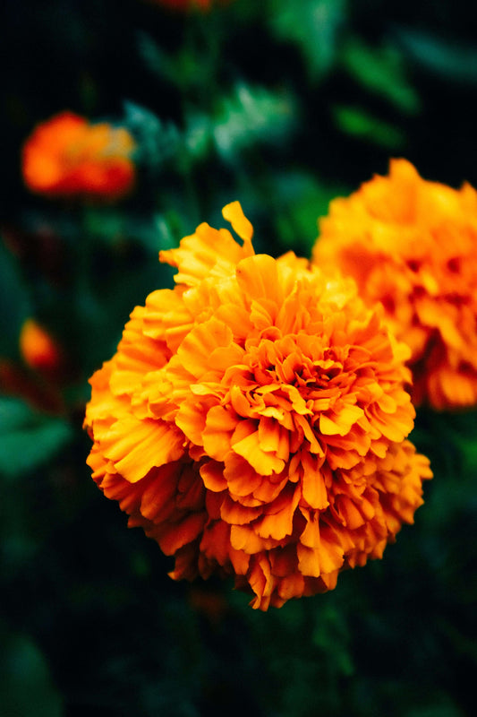 Gold UK Store Orange Marigold with Green Leaves Photo Gold UK Store