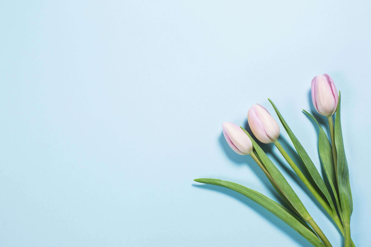 Tulips on Bright Blue Photo